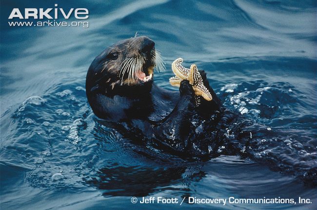 are sea otters predators